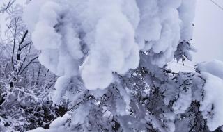 河南哪里的雪下得大 河南多景区飘起大雪